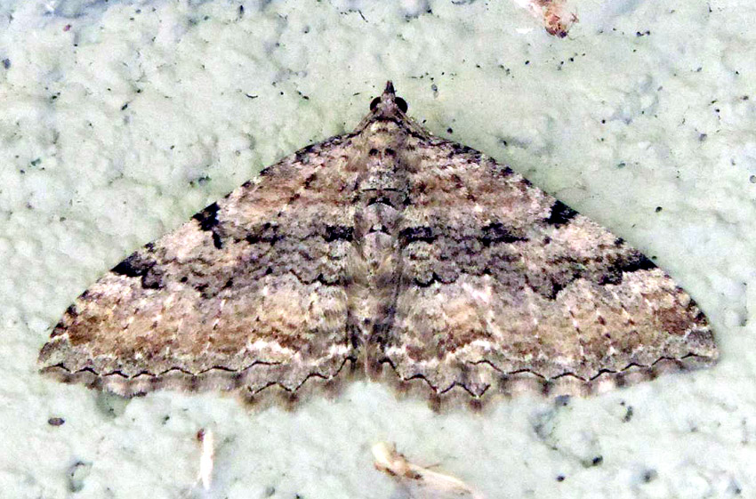 Geometridae da identificare: Hydria cervinalis